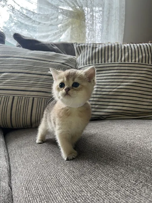 Pashas Scottish Fold And British Cattery LLC Picture 10