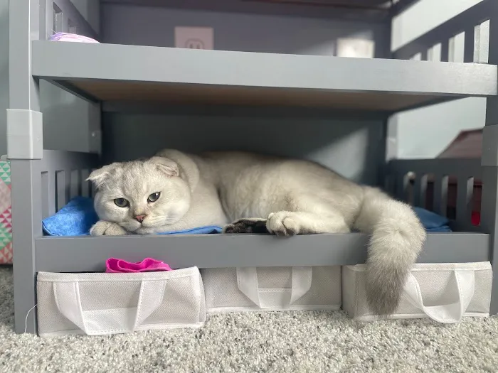 Pashas Scottish Fold And British Cattery LLC Picture 6