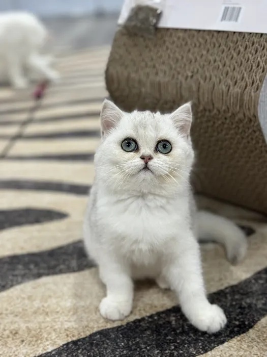 Pashas Scottish Fold And British Cattery LLC Picture 5