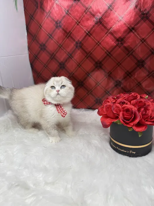 Pashas Scottish Fold And British Cattery LLC Picture 8