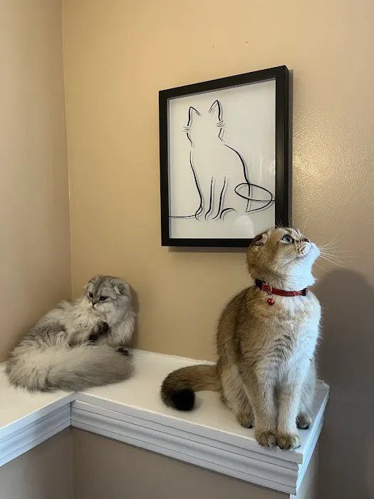 Pashas Scottish Fold And British Cattery LLC Picture 4