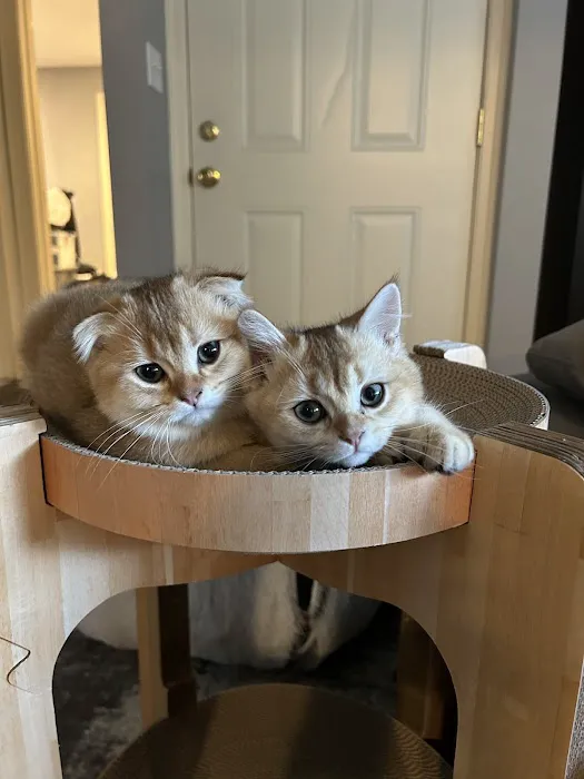 Pashas Scottish Fold And British Cattery LLC Picture 9