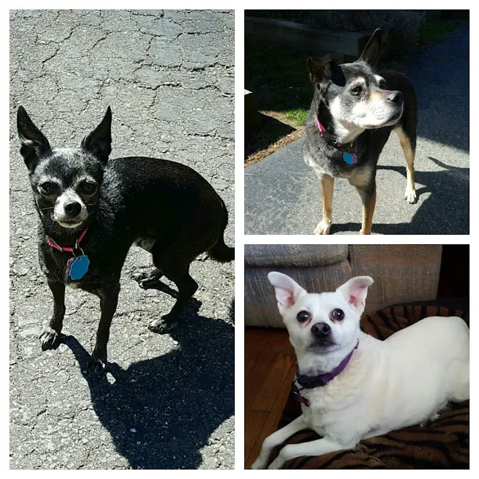 Ellington Center Animal Clinic Picture 8