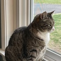 Ellington Center Animal Clinic ico
