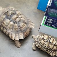Lou's Pet Shop ico