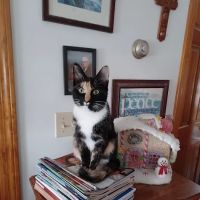 PetVet Vaccination Clinic ico