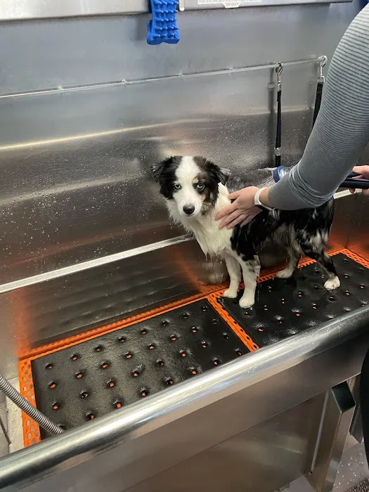 Premier Pet Supply Picture 1