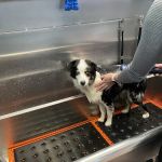 Premier Pet Supply