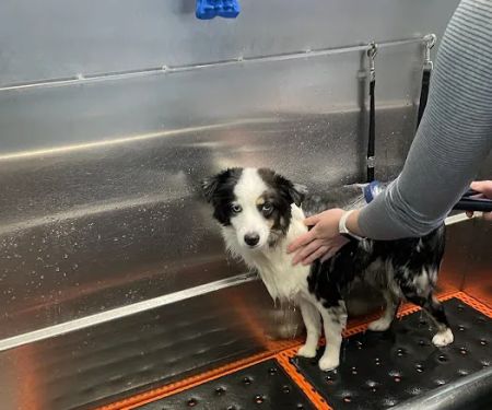 Premier Pet Supply
