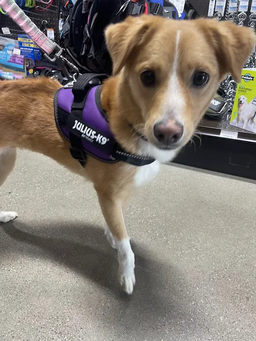 Premier Pet Supply Picture 5