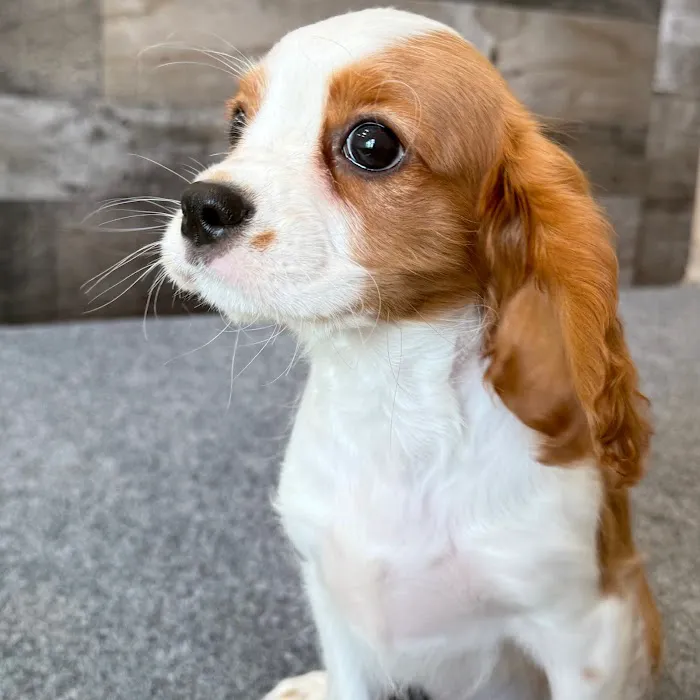 The Family Puppy of Fountain Walk Picture 1