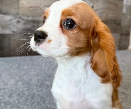 The Family Puppy of Fountain Walk