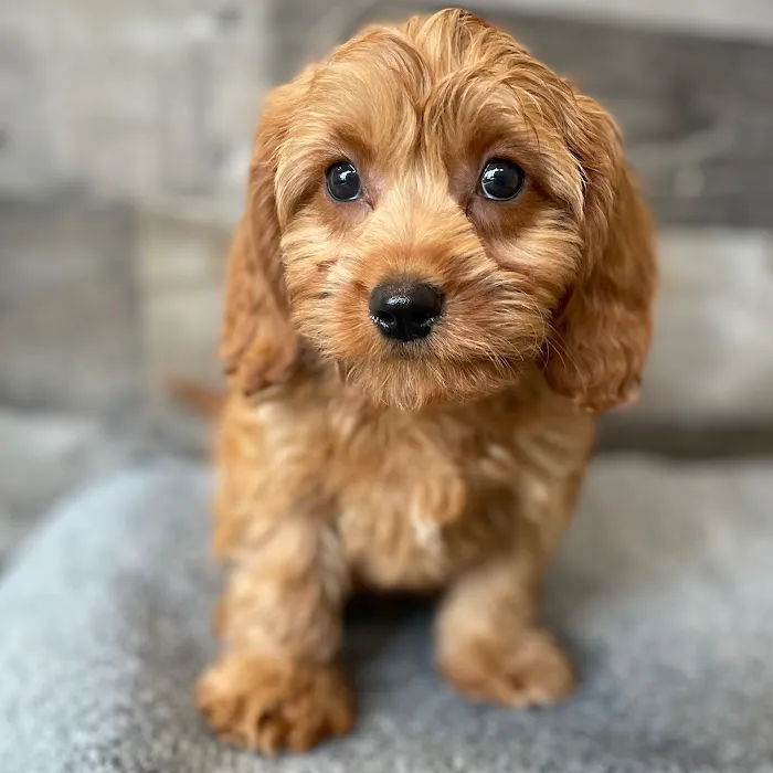 The Family Puppy of Fountain Walk Picture 2