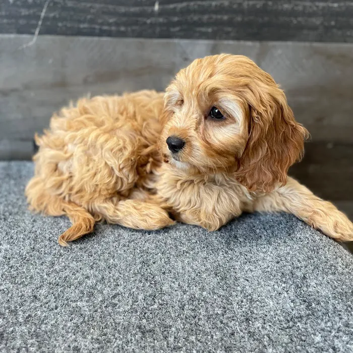 The Family Puppy of Fountain Walk Picture 8