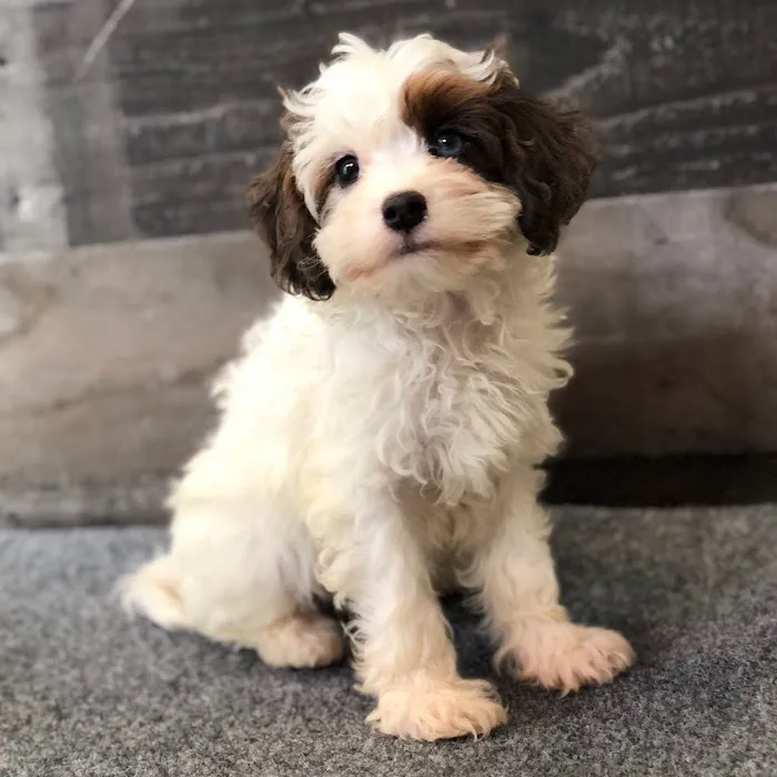The Family Puppy of Fountain Walk Picture 7