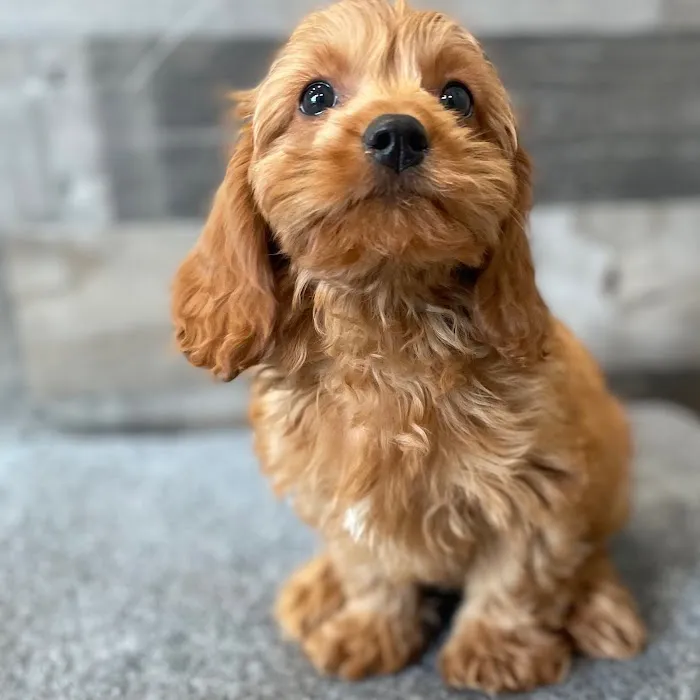 The Family Puppy of Fountain Walk Picture 5