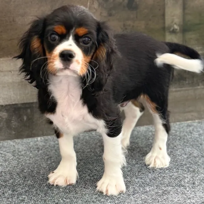 The Family Puppy of Fountain Walk Picture 9