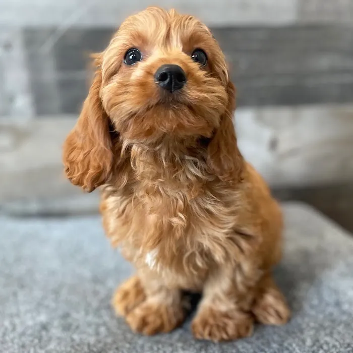 The Family Puppy of Fountain Walk Picture 3