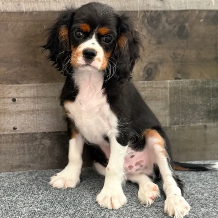 The Family Puppy of Fountain Walk Picture 10