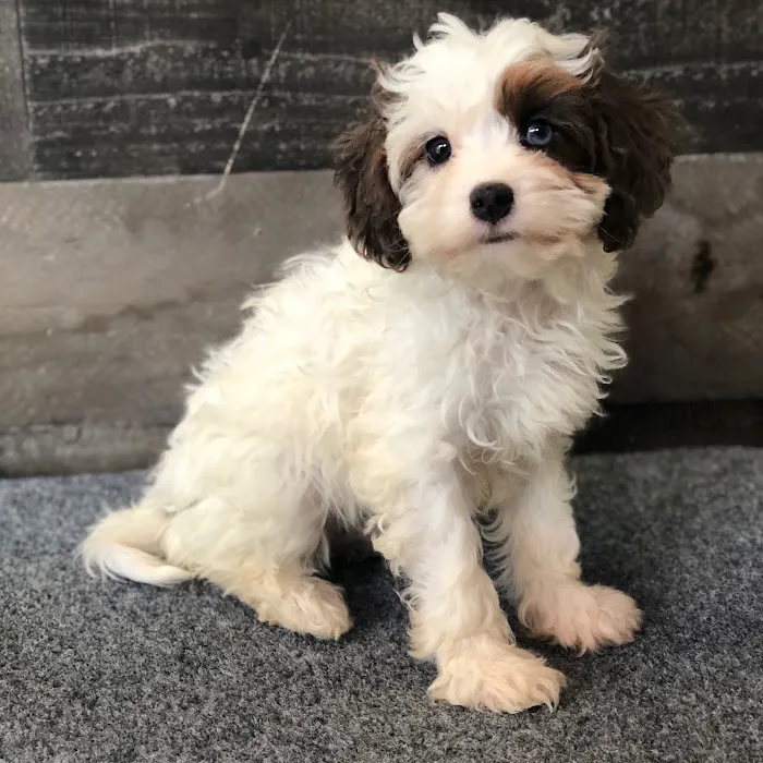 The Family Puppy of Fountain Walk Picture 4