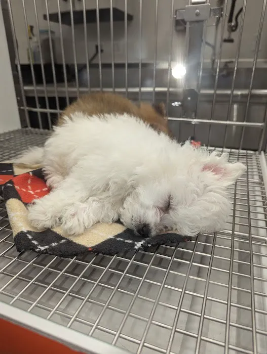 Petland Novi Picture 6