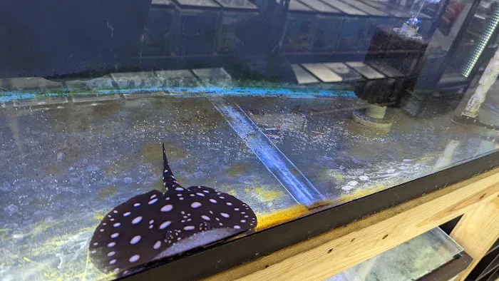 Fishy Bizz Picture 3