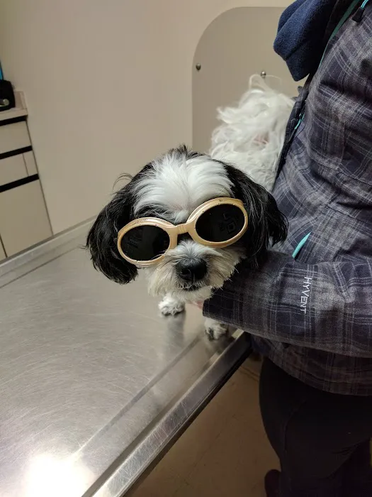 Town & Country Veterinary Associates Picture 1