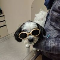 Town & Country Veterinary Associates ico