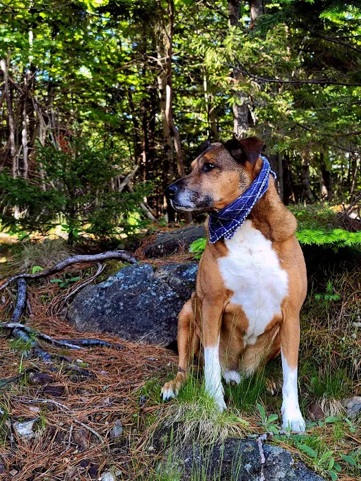 Town & Country Veterinary Associates Picture 10
