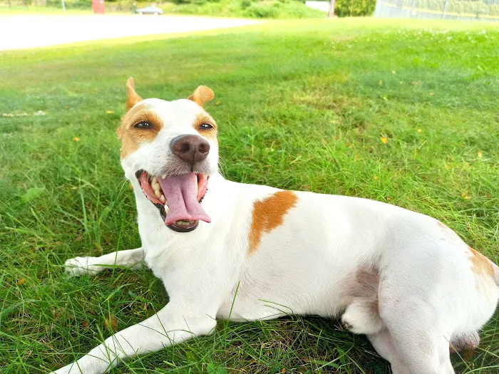 Town & Country Veterinary Associates Picture 5