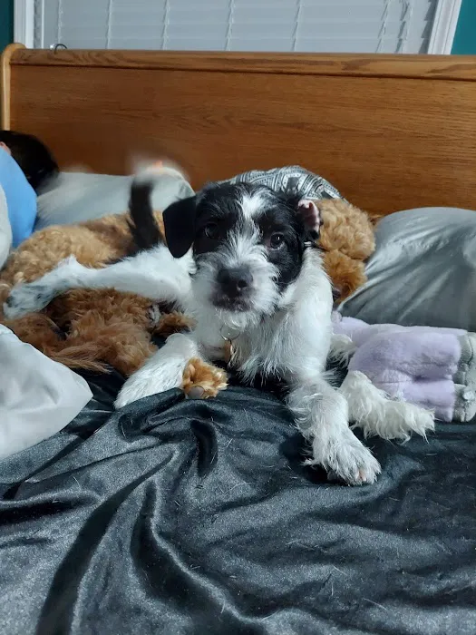 Premier Pet Supply Picture 5