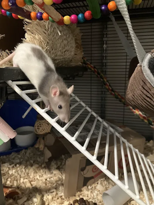 Premier Pet Supply Picture 8