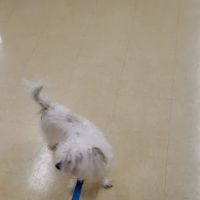 Vetco Vaccination Clinic ico
