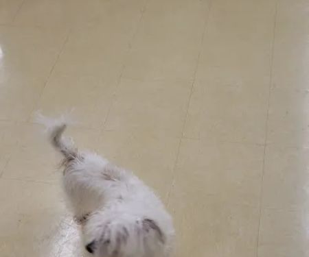 Vetco Vaccination Clinic