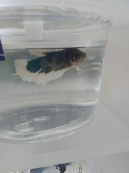 Petco Picture 7