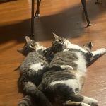 South Windsor Veterinary Clinic