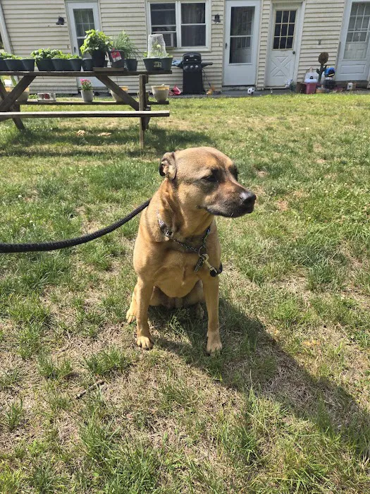 South Windsor Veterinary Clinic Picture 10