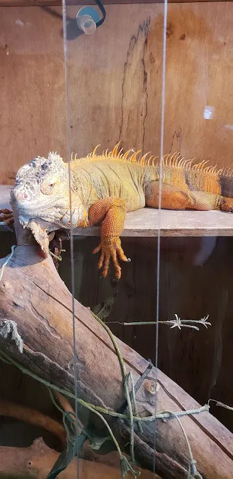 Stingers Exotics Picture 5