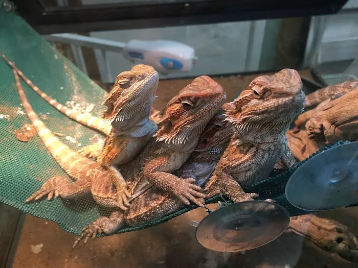 Stingers Exotics Picture 9