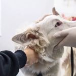 Animal Hospital of Putnam