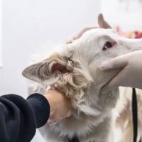 Animal Hospital of Putnam ico