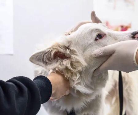 Animal Hospital of Putnam