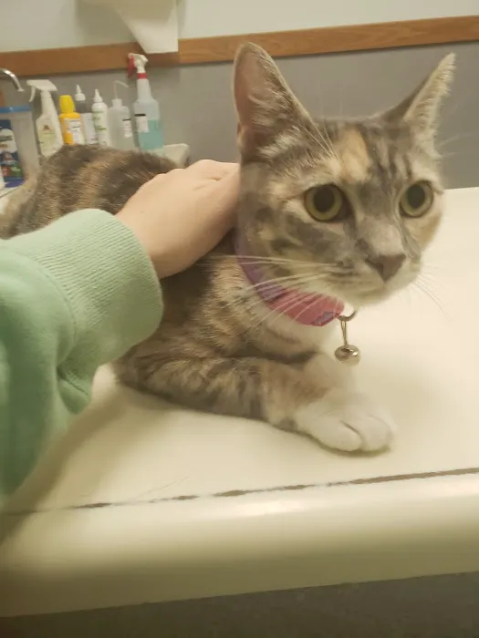 Animal Hospital of Putnam Picture 3