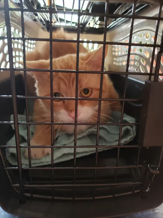 Animal Hospital of Putnam Picture 7