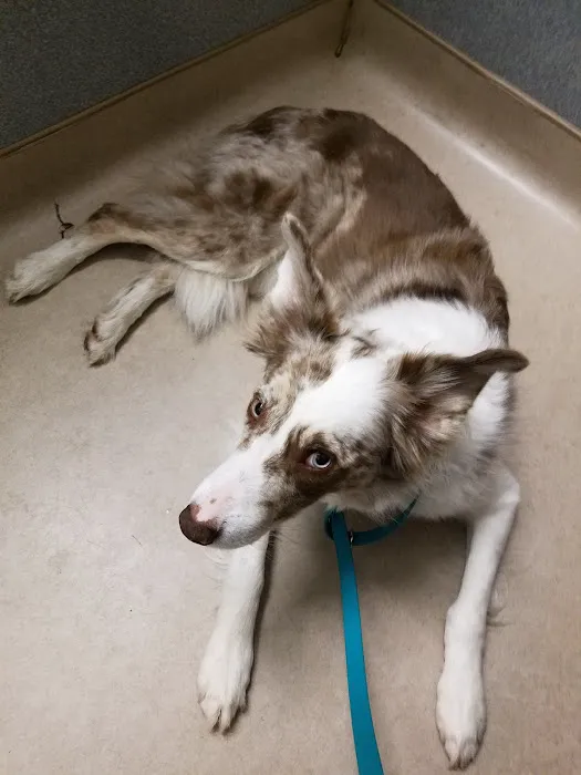 Animal Hospital of Putnam Picture 10