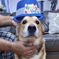 Newington Veterinary Clinic ico