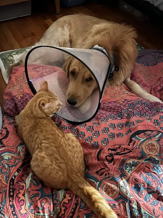 Vet For Pet Animal Hospital Picture 1