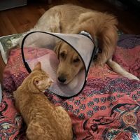 Vet For Pet Animal Hospital ico