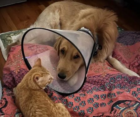 Vet For Pet Animal Hospital