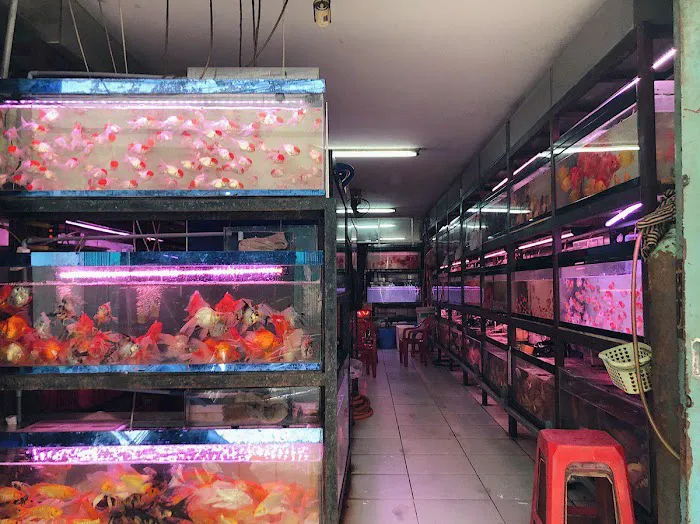 Amazing Discus Aquarium (James Aquarium) Picture 2
